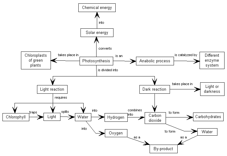 Blank Photosynthesis Diagram