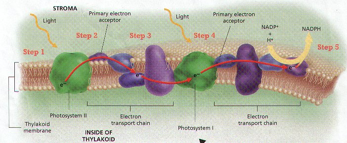 Blank Photosynthesis Diagram