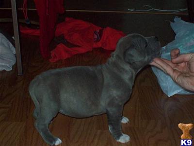 Blue American Staffy Pups