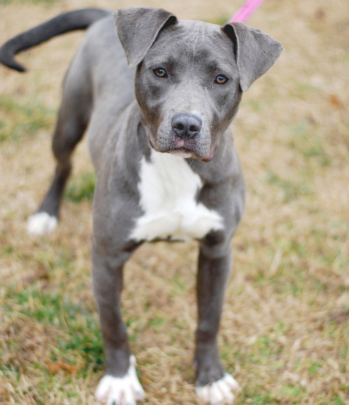 Blue American Staffy Pups