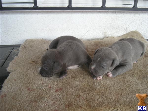 Blue American Staffy Pups