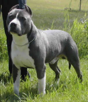 Blue American Staffy Pups