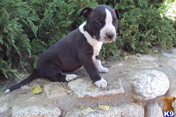 Blue American Staffy Pups For Sale