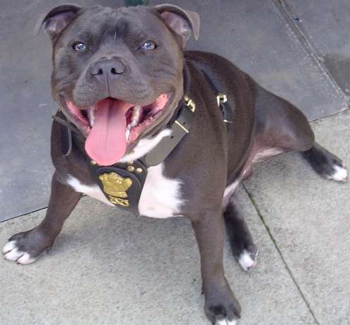 Blue American Staffy Pups For Sale
