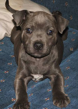 Blue American Staffy Pups For Sale Melbourne