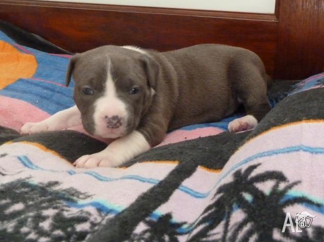 Blue American Staffy Pups For Sale Melbourne