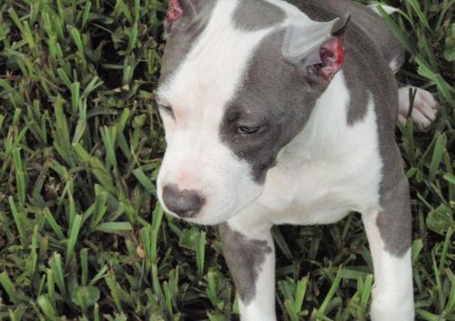 Blue American Staffy Pups For Sale Melbourne