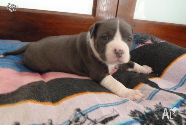 Blue American Staffy Pups For Sale Melbourne