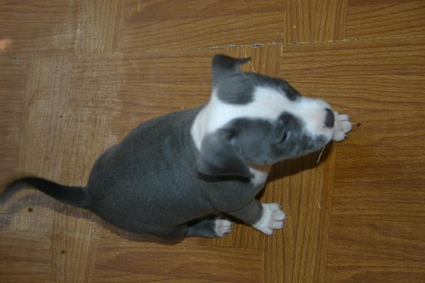 Blue And White Staffy Puppies