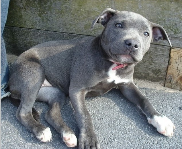 Blue And White Staffy Puppies