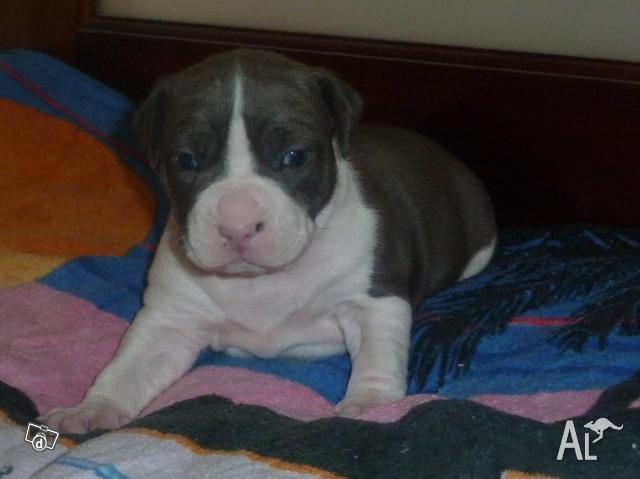 Blue And White Staffy Puppies