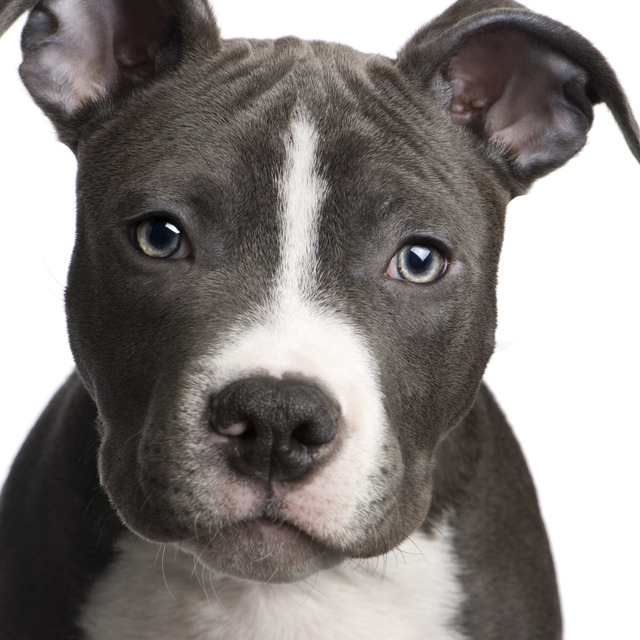 Blue English Bull Terrier Puppies