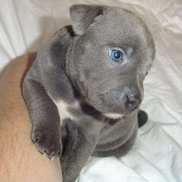 Blue English Bull Terrier Puppies