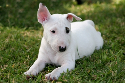 Blue English Bull Terrier Puppies