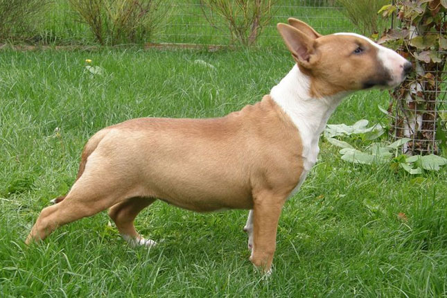 Blue English Bull Terrier Puppies For Sale