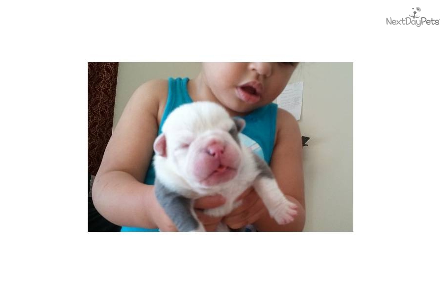 Blue English Bulldog Puppies For Sale