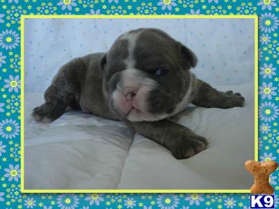 Blue English Bulldog Puppies For Sale