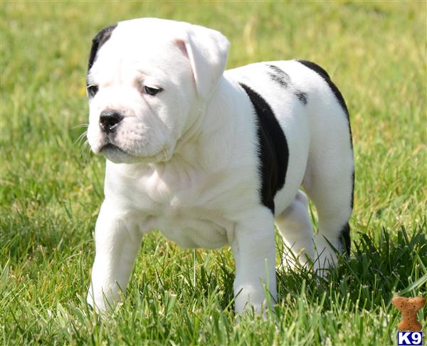 Blue English Bulldog Puppies For Sale In California