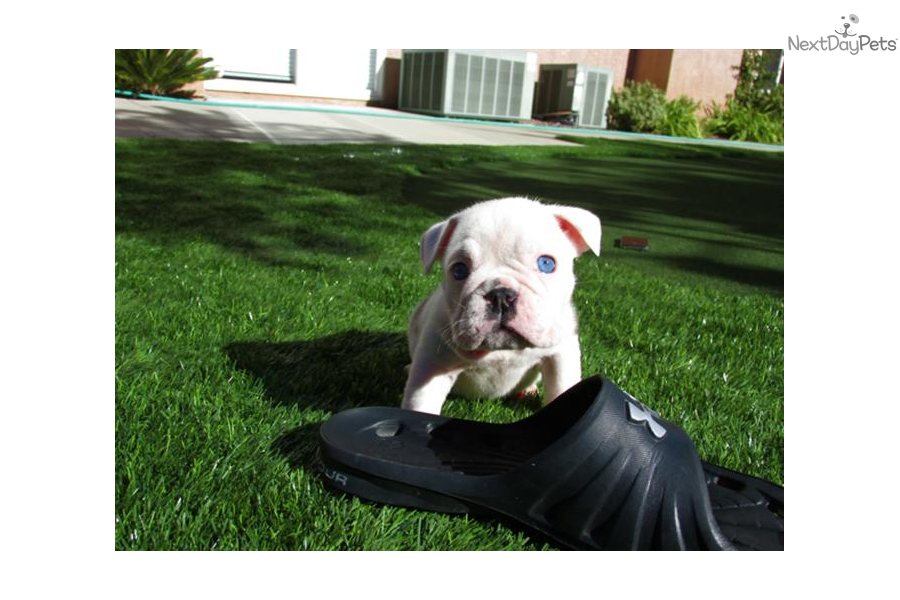 Blue English Bulldog Puppies For Sale In California