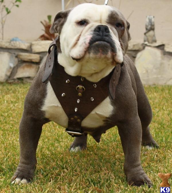 Blue English Bulldog Puppies For Sale In California