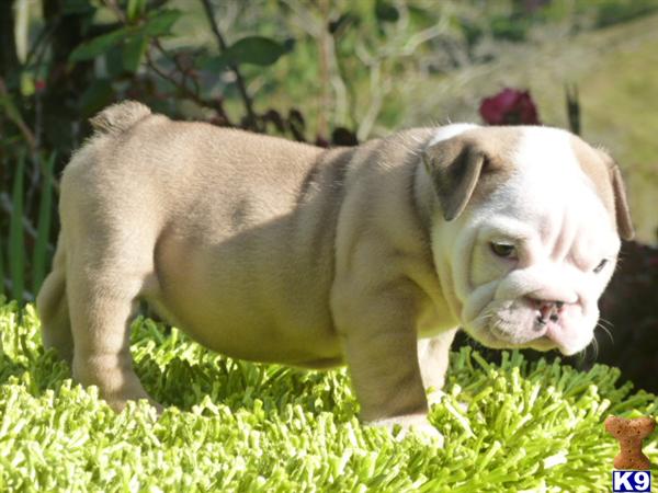 Blue English Bulldog Puppies For Sale In Florida