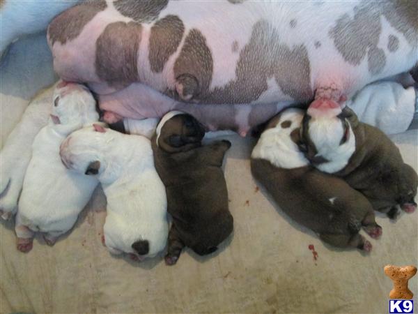 Blue English Bulldog Puppies For Sale In Florida