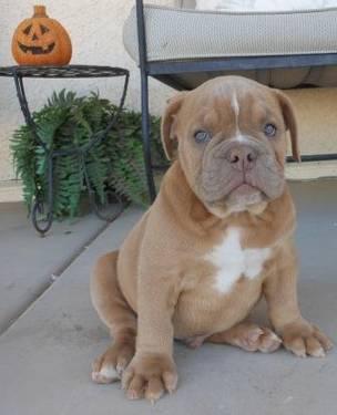 Blue English Bulldog Puppies For Sale In Indiana