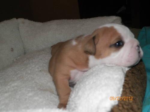 Blue English Bulldog Puppies For Sale In Indiana