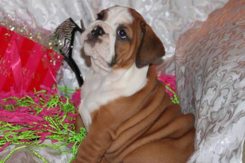 Blue English Bulldog Puppies For Sale In Indiana