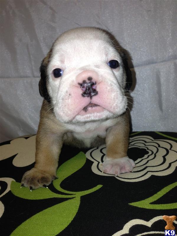 Blue English Bulldog Puppies For Sale In Texas