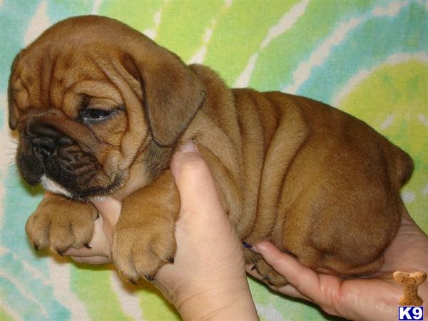 Blue English Bulldog Puppies For Sale In Texas