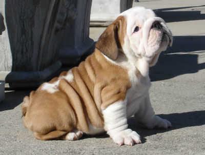 Blue English Bulldog Puppies For Sale In Texas