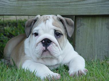 Blue English Bulldog Puppies For Sale In Texas