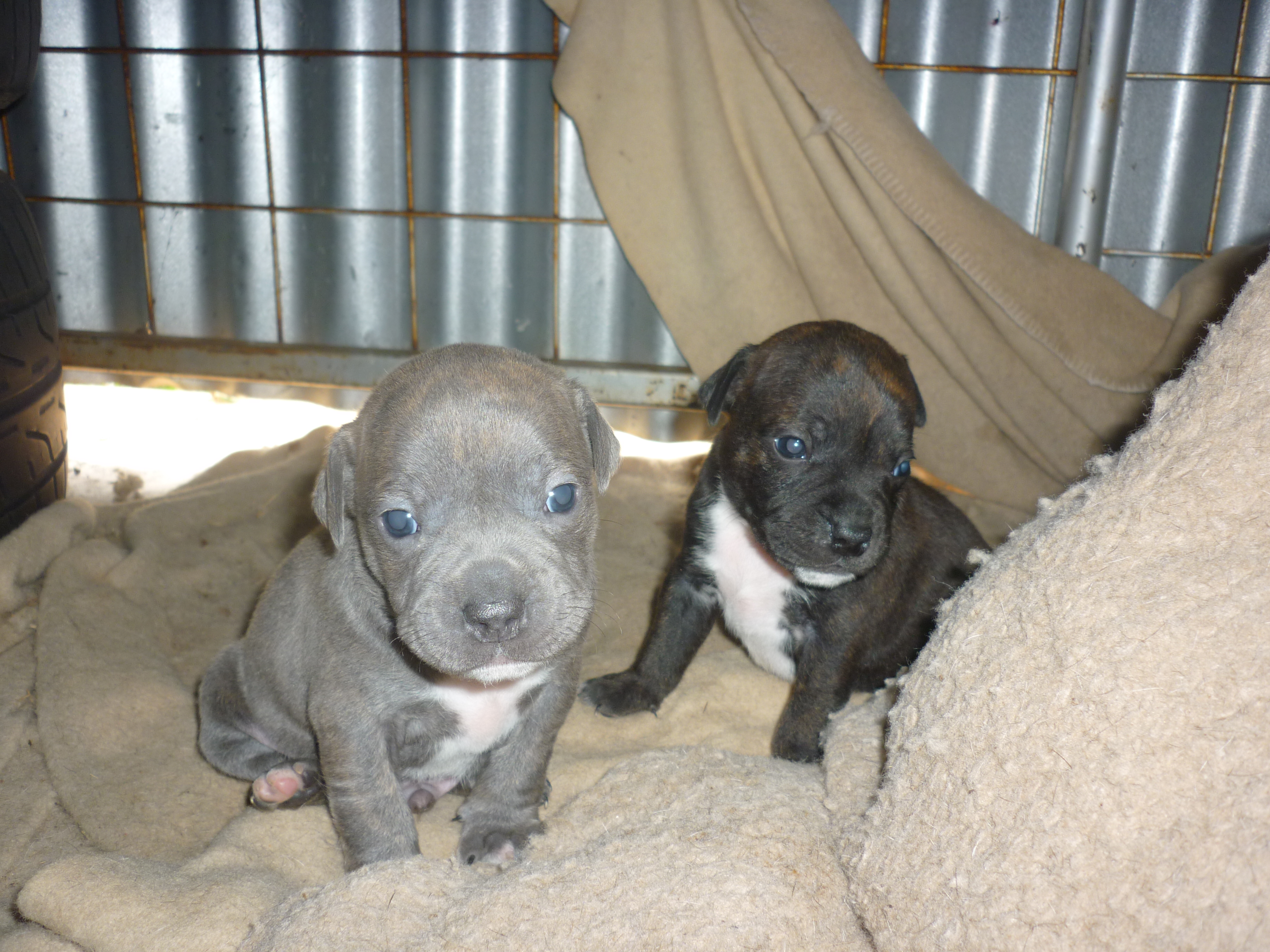 Blue English Staffy Pups