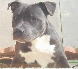 Blue English Staffy Pups