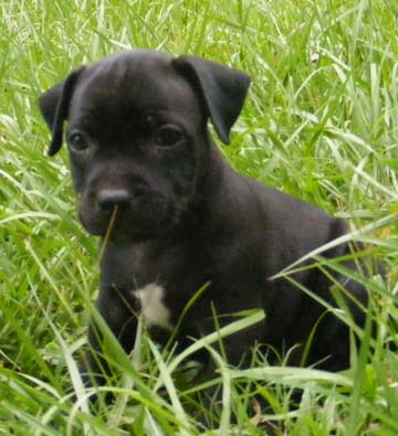 Blue English Staffy Pups