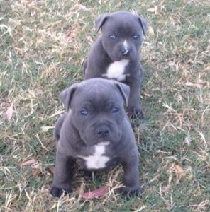 Blue English Staffy Pups