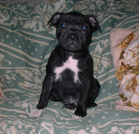 Blue English Staffy Pups