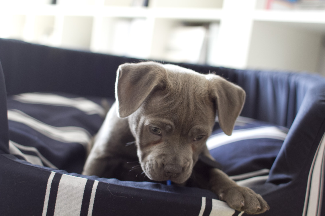 Blue English Staffy Pups