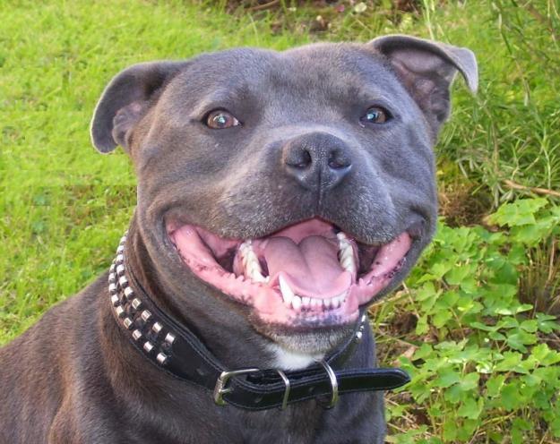 Blue English Staffy Pups