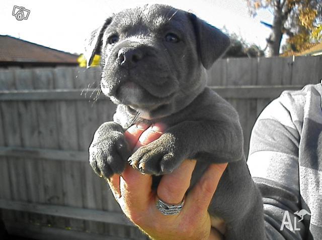 Blue English Staffy Pups