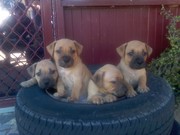 Blue English Staffy Pups For Sale