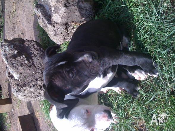 Blue English Staffy Pups For Sale