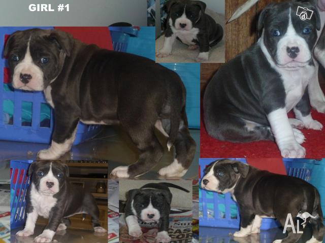 Blue English Staffy Pups For Sale Melbourne