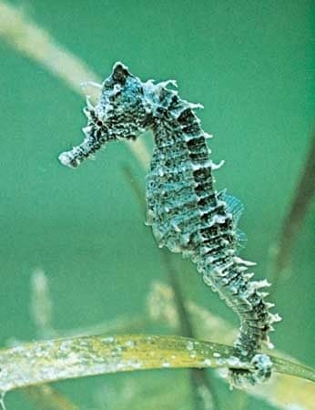 Blue Seahorse Pictures