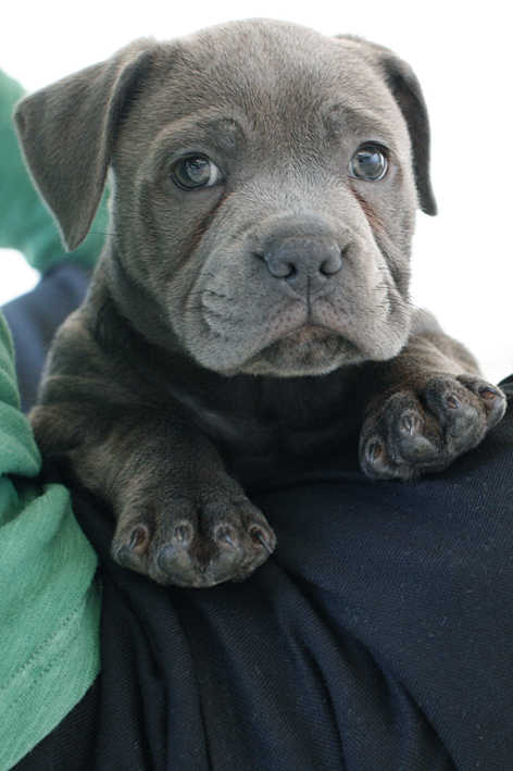 Blue Staffies Puppies