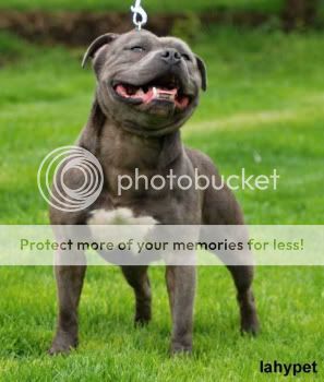 Blue Staffordshire Bull Terrier Puppies For Sale