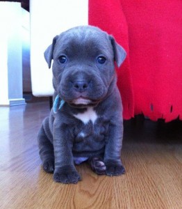 Blue Staffordshire Bull Terrier Puppies For Sale In Essex