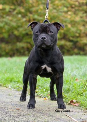 Blue Staffordshire Bull Terrier Puppies For Sale In Essex