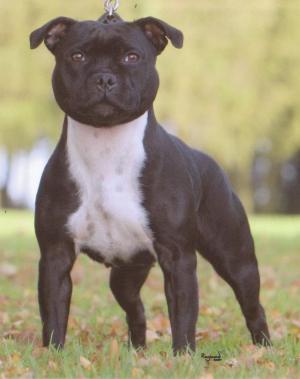 Blue Staffordshire Bull Terrier Puppies For Sale In Essex